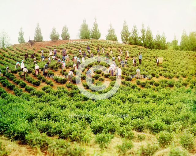 Harvesting tea: Group of Greek women, Caucasus [Chakva], between 1905 and 1915. Creator: Sergey Mikhaylovich Prokudin-Gorsky.