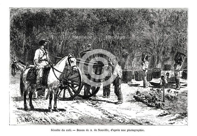 Harvesting the coffee, Brazil, 19th century. Artist: A de Neuville