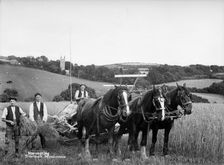 Harvesting, Trevisick Poundstock, Cornwall, c1896-c1920. Artist: A Newton