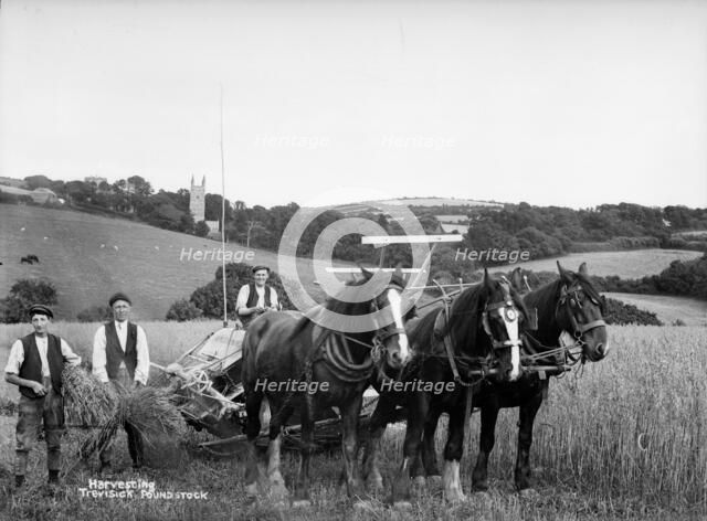 Harvesting, Trevisick Poundstock, Cornwall, c1896-c1920. Artist: A Newton