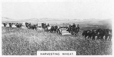 Harvesting wheat, Australia, 1928