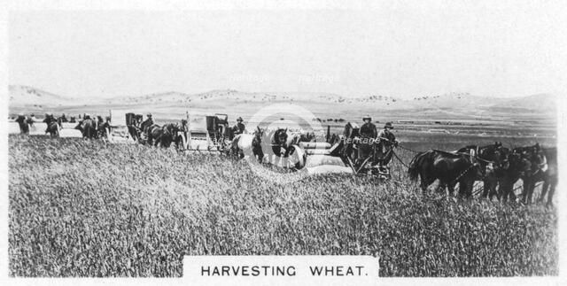 Harvesting wheat, Australia, 1928. Artist: Unknown