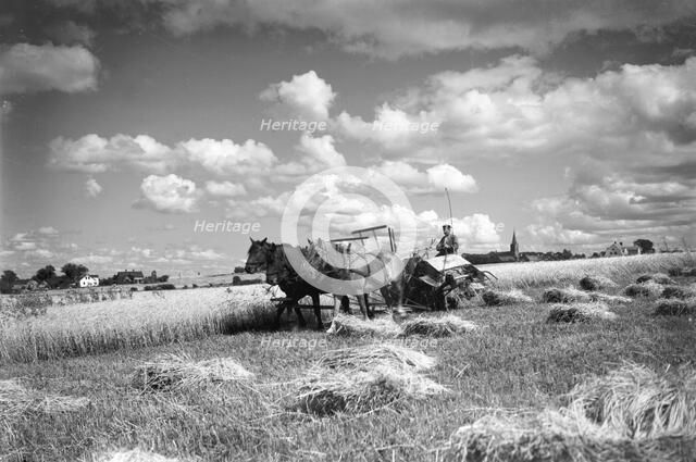 Harvesting a field with a reaper, Ven, Sweden, 1925. Artist: Unknown