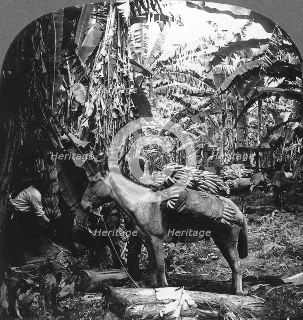 Harvesting bananas, Costa Rica, 1909. Artist: Unknown
