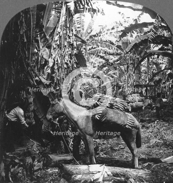 Harvesting bananas, Costa Rica, 1909. Artist: Unknown