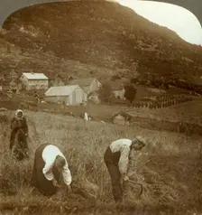 Harvesting barley on a Mindresunde farm in the valley near Olden, Norway c1905. Creator: Unknown