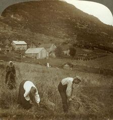 Harvesting barley on a Mindresunde farm in the valley near Olden, Norway c1905. Creator: Unknown
