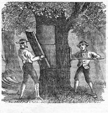 Harvesting Cork, pub. 1885 (engraving), 1885. Creator: French School (19th Century)