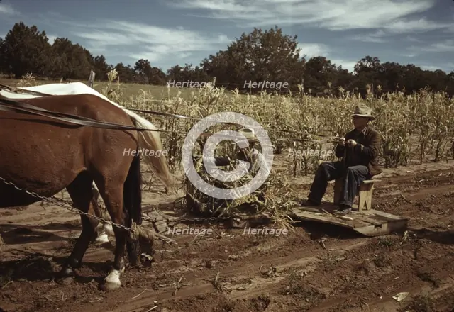 Harvesting corn, Pie Town, New Mexico, 1940. Creator: Russell Lee.