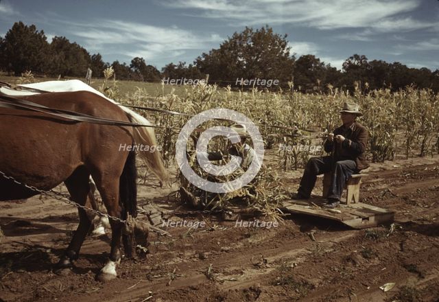 Harvesting corn, Pie Town, New Mexico, 1940. Creator: Russell Lee.