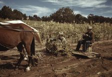 Harvesting corn, Pie Town, New Mexico, 1940. Creator: Russell Lee