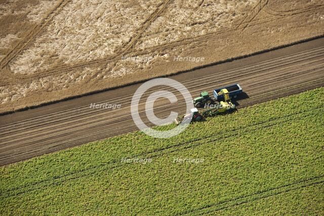 Harvesting, Glinton, Peterborough, Cambridgeshire, c2010s(?). Artist: Damian Grady.