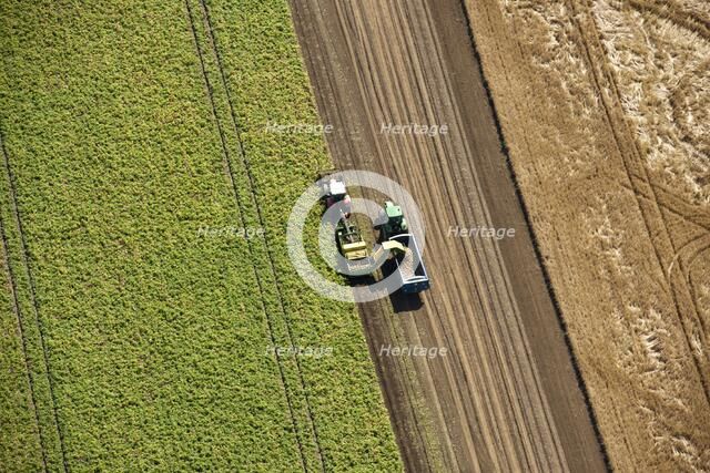 Harvesting, Glinton, Peterborough, Cambridgeshire, c2010s(?). Artist: Damian Grady.