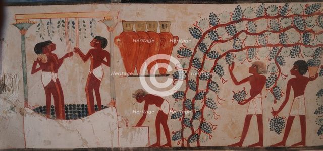 Harvesting grapes and Winemaking. The Tomb of Nakht, ca 1380 BC.