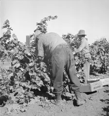 Harvesting grapes near La Monte [i.e. Lamont], Kern County, California, 1936. Creator: Dorothea Lange