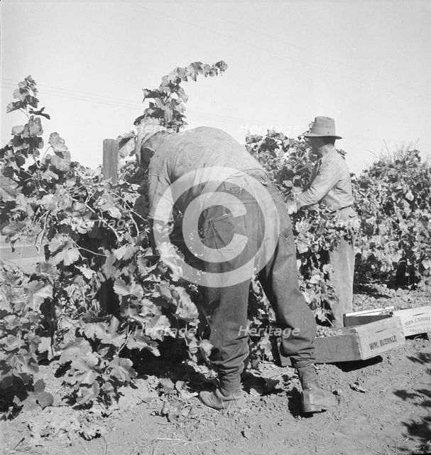 Harvesting grapes near La Monte [i.e. Lamont], Kern County, California, 1936. Creator: Dorothea Lange.