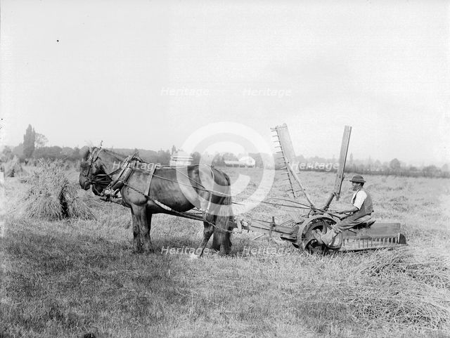 Harvesting in Oxfordshire, c1860-c1922. Artist: Henry Taunt