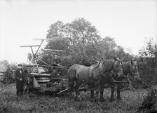 Harvesting machine, Hellidon, Northamptonshire, c1896-c1920. Artist: Alfred Newton & Sons