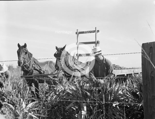 Harvesting milo maize, Tulare County, California, 1938. Creator: Dorothea Lange.