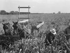 Harvesting milo maize, Tulare County, California, 1938. Creator: Dorothea Lange