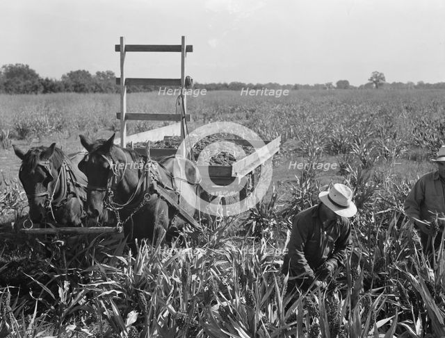 Harvesting milo maize, Tulare County, California, 1938. Creator: Dorothea Lange.