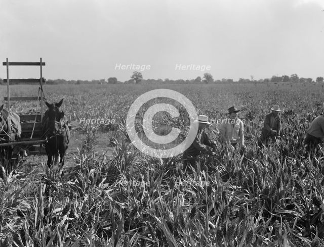 Harvesting milo maize, Tulare County, California, 1938. Creator: Dorothea Lange.