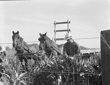 Harvesting milo maize, Tulare County, California, 1938. Creator: Dorothea Lange