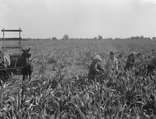 Harvesting milo maize, Tulare County, California, 1938. Creator: Dorothea Lange