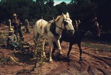 Harvesting new corn from the field of Jim Norris, Pie Town, New Mexico, 1940. Creator: Russell Lee