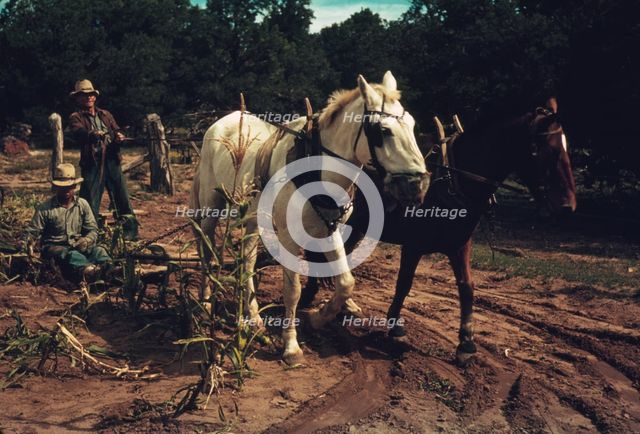 Harvesting new corn from the field of Jim Norris, Pie Town, New Mexico, 1940. Creator: Russell Lee.