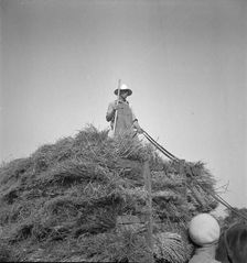 Harvesting oats, Clayton, Indiana, 1936. Creator: Dorothea Lange