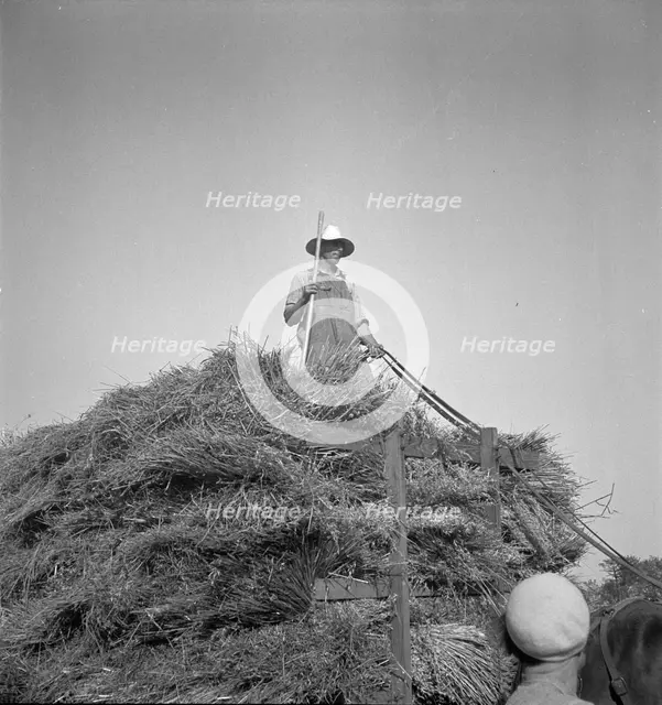 Harvesting oats, Clayton, Indiana, 1936. Creator: Dorothea Lange.