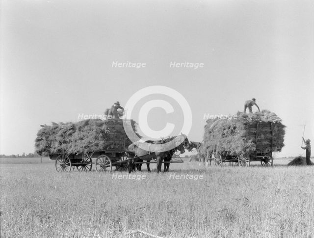 Harvesting oats, Clayton, Indiana, 1936. Creator: Dorothea Lange.