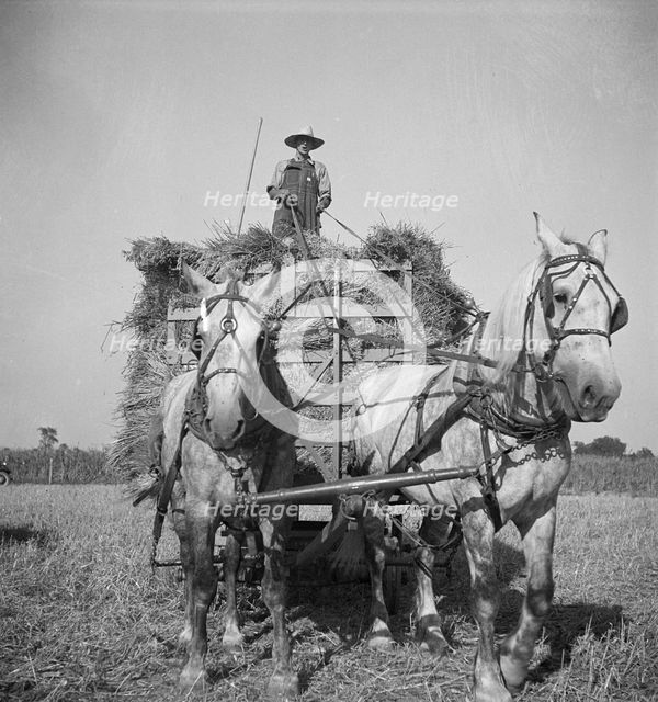 Harvesting oats, Clayton, Indiana, south of Indianapolis, 1936. Creator: Dorothea Lange.