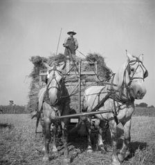 Harvesting oats, Clayton, Indiana, south of Indianapolis, 1936. Creator: Dorothea Lange