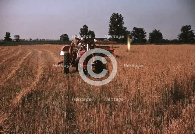 Harvesting oats, southeastern Georgia?, ca. 1940. Creator: Marion Post Wolcott.