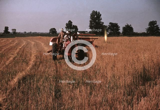 Harvesting oats, southeastern Georgia?, ca. 1940. Creator: Marion Post Wolcott.