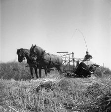 Harvesting oilseed rape, Sweden, 1945. Creator: Otto Ohm