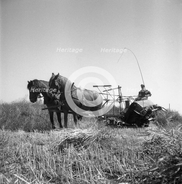 Harvesting oilseed rape, Sweden, 1945. Creator: Otto Ohm.