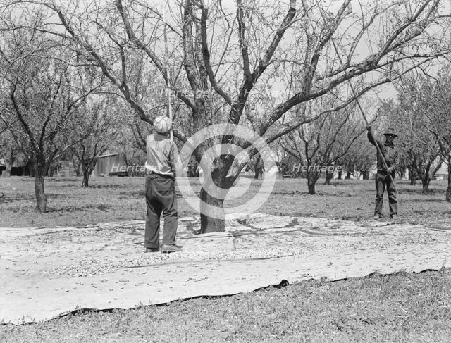 Harvesting on almond ranch, local day labor, near Walnut Creek, Contra Costa County, CA, 1939. Creator: Dorothea Lange.