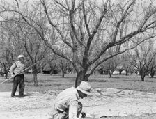 Harvesting on almond ranch, local day labor, near Walnut Creek, Contra Costa County, 1939. Creator: Dorothea Lange