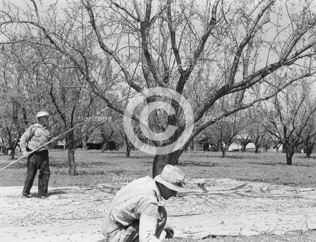 Harvesting on almond ranch, local day labor, near Walnut Creek, Contra Costa County, 1939. Creator: Dorothea Lange.
