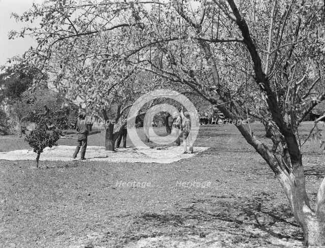 Harvesting on almond ranch, local day labor, near Walnut Creek, Contra Costa County, 1939. Creator: Dorothea Lange.