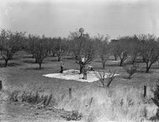 Harvesting on almond ranch, local day labor, near Walnut Creek, Contra Costa County, 1939. Creator: Dorothea Lange