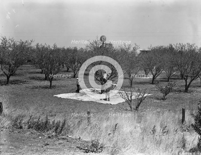 Harvesting on almond ranch, local day labor, near Walnut Creek, Contra Costa County, 1939. Creator: Dorothea Lange.