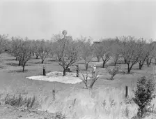 Harvesting on almond ranch, local day labor, near Walnut Creek, Contra Costa County, 1939. Creator: Dorothea Lange