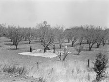 Harvesting on almond ranch, local day labor, near Walnut Creek, Contra Costa County, 1939. Creator: Dorothea Lange