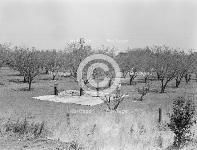 Harvesting on almond ranch, local day labor, near Walnut Creek, Contra Costa County, 1939. Creator: Dorothea Lange.