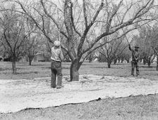 Harvesting on almond ranch, local day labor, near Walnut Creek, Contra Costa County, CA, 1939. Creator: Dorothea Lange