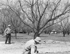 Harvesting on almond ranch, local day labor, near Walnut Creek, Contra Costa County, 1939. Creator: Dorothea Lange